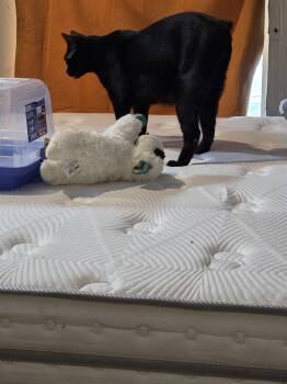 Manx Cats Available for Adoption - Zak | PetCurious