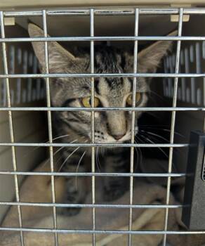 SKEETER -  Domestic Short Hair Cat for Adoption in Santa Rosa, California - SKEETER | PetCurious