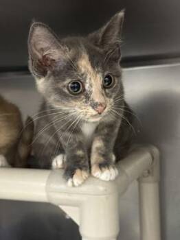 Margery -  Domestic Short Hair Cat for Adoption in Morristown, New Jersey - Margery | PetCurious