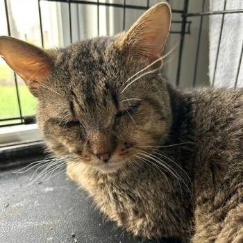 Domestic Short Hair Cats Available for Adoption - Woodpecker | PetCurious