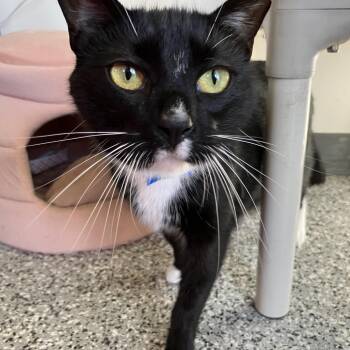 Domestic Short Hair Cats Available for Adoption - Boots | PetCurious