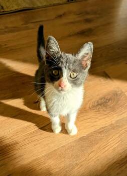 Rescue Domestic Short Hair Cats for Adoption in Murfreesboro, Tennessee - Gomer | PetCurious