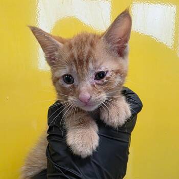 Domestic Short Hair Cats Available for Adoption in Abilene, Texas - Marvel | PetCurious