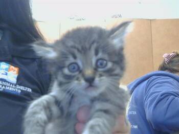 A920422 -  Domestic Medium Hair Cat for Adoption in Sacramento, California - A920422 | PetCurious