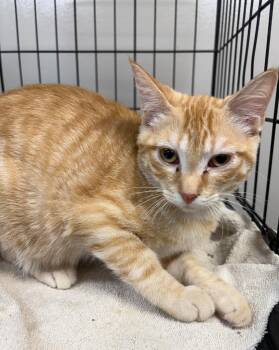 Marquis / Neddy -  Domestic Short Hair Cat for Adoption in Little Rock, Arkansas - Marquis / Neddy | PetCurious