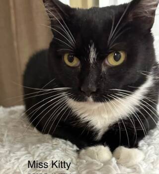Rescue Domestic Short Hair Cats for Adoption in Ballwin, Missouri - Miss Kitty | PetCurious