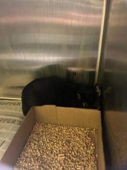 Domestic Short Hair Cats Available for Adoption - Jerico | PetCurious