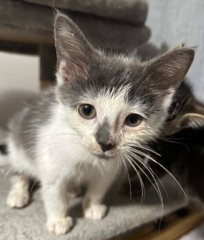 Aries -  Domestic Short Hair Cat for Adoption in Battle Creek, Michigan - Aries | PetCurious