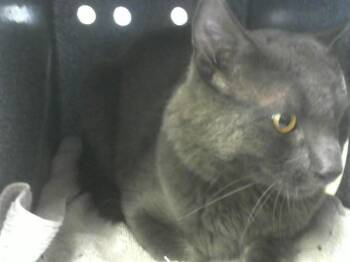 STERLING -  Domestic Short Hair Cat for Adoption in Loveland, Colorado - STERLING | PetCurious
