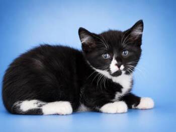 Joe -  Domestic Short Hair Cat for Adoption in Bowling Green, Kentucky - Joe | PetCurious