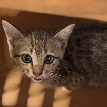 Seneca -  Domestic Short Hair Cat for Adoption in Tampa, Florida - Seneca | PetCurious