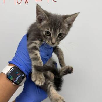 Domestic Short Hair Cats Available for Adoption in Sunnyvale, California - Marble | PetCurious