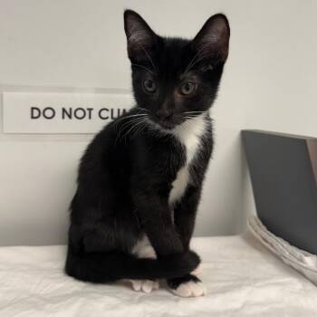 Dill -  Domestic Short Hair Cat for Adoption in West Palm Beach, Florida - Dill | PetCurious