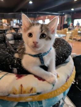 Domestic Short Hair Cats Available for Adoption in Hudsonville, Michigan - Cabbage | PetCurious