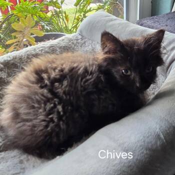 Chives -  Domestic Medium Hair Cat for Adoption in Long Beach, California - Chives | PetCurious