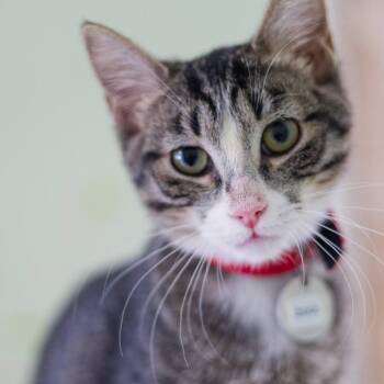 Zuul -  Domestic Short Hair Cat for Adoption in Zimmerman, Minnesota - Zuul | PetCurious