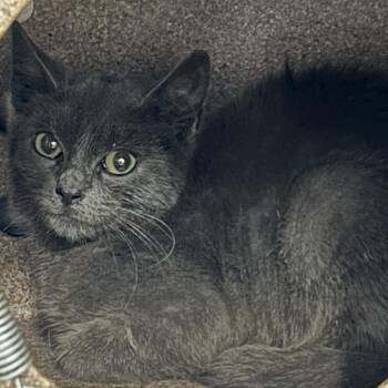 Dakota -  Domestic Short Hair Cat for Adoption in Newark, New Jersey - Dakota | PetCurious