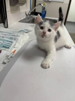 Bowen -  Domestic Short Hair Cat for Adoption in Greenfield, Indiana - Bowen | PetCurious