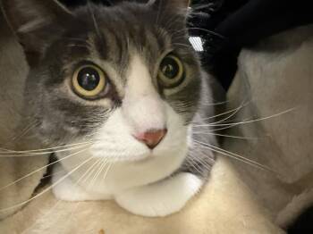 DUBHOO -  Domestic Short Hair Cat for Adoption in Kent, Washington - DUBHOO | PetCurious