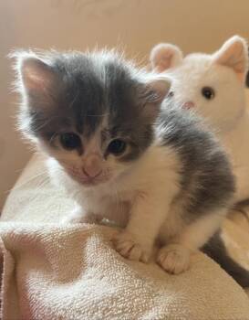 Miriam -  Domestic Short Hair Cat for Adoption in Watkinsville, Georgia - Miriam | PetCurious
