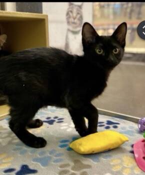 Clementine -  Domestic Short Hair Cat for Adoption in Lafayette, Colorado - Clementine | PetCurious