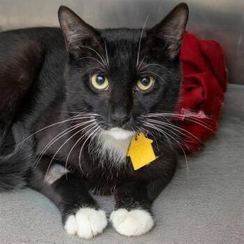 ZORRO -  Domestic Short Hair Cat for Adoption in St. Louis, Missouri - ZORRO | PetCurious