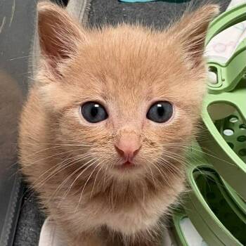 Tabby Cats Available for Adoption in Trophy Club, Texas - Emmett | PetCurious