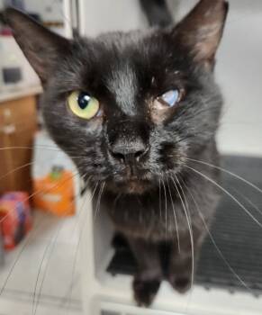 Rescue Domestic Short Hair Cats for Adoption in Walnutport, Pennsylvania - Lynx | PetCurious