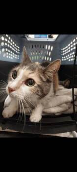 CALIE -  Domestic Short Hair Cat for Adoption in Chula Vista, California - CALIE | PetCurious