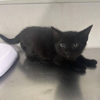 Domestic Short Hair Cats Available for Adoption in Clearwater, Florida - Vander | PetCurious