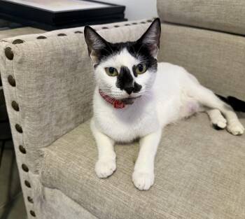 Mama Mini - The Sweetest Kitty -  Domestic Short Hair Cat for Adoption in Carolina, Carolina - Mama Mini - The Sweetest Kitty | PetCurious