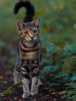 Tango -  Domestic Short Hair Cat for Adoption in Oxford, Wisconsin - Tango | PetCurious
