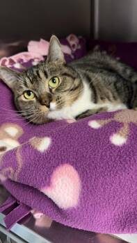 Rescue Domestic Short Hair Cats for Adoption in Exeter, Rhode Island - Jolene | PetCurious