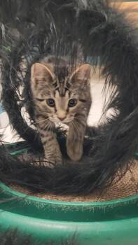 Sonic -  Domestic Short Hair Cat for Adoption in Chambersburg, Pennsylvania - Sonic | PetCurious