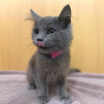 Charli -  Domestic Medium Hair Cat for Adoption in Brentwood, Missouri - Charli | PetCurious