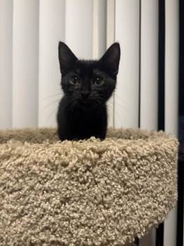 McKenzie -  Domestic Short Hair Cat for Adoption in Aurora, Colorado - McKenzie | PetCurious