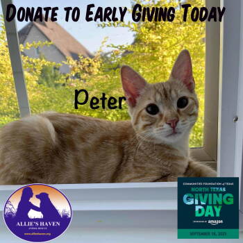 Rescue Domestic Short Hair Cats for Adoption in Fort Worth, Texas - Peter | PetCurious