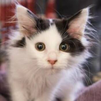 Domestic Medium Hair Cats Available for Adoption - Serena Roanoke (daughter Of Simone Roanoke) | PetCurious