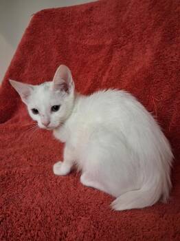 John Boy -  Domestic Short Hair Cat for Adoption in Wheaton, Illinois - John Boy | PetCurious