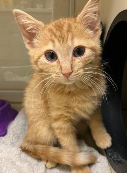 Ramsay -  Domestic Short Hair Cat for Adoption in Christiansburg, Virginia - Ramsay | PetCurious