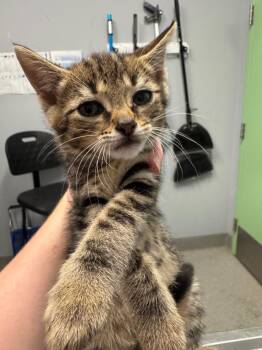 Vanilla -  Domestic Short Hair Cat for Adoption in Bloomington, Indiana - Vanilla | PetCurious
