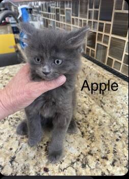 Rescue Domestic Short Hair Cats for Adoption in Metamora, Illinois - Apple | PetCurious