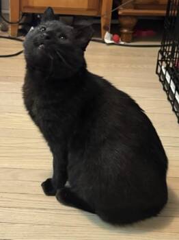 LV (Bear) -  Domestic Short Hair Cat for Adoption in Toronto, Ontario - LV (Bear) | PetCurious