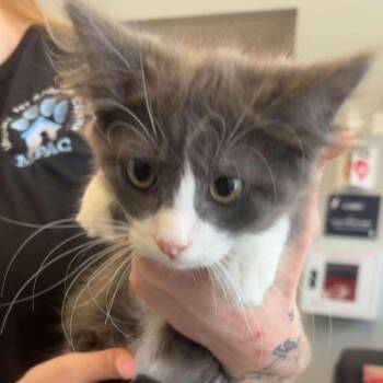 Tuxedo -  Domestic Short Hair Cat for Adoption in Marshall, Texas - Tuxedo | PetCurious
