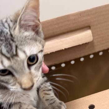 Miloh -  Domestic Short Hair Cat for Adoption in Philadelphia, Pennsylvania - Miloh | PetCurious