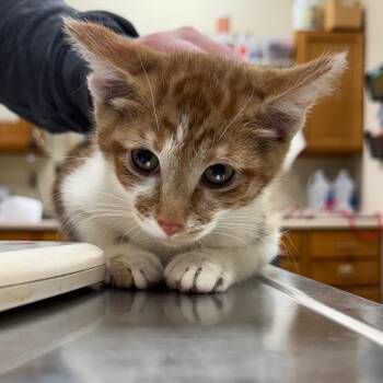 Domestic Short Hair Cats Available for Adoption - Fin | PetCurious