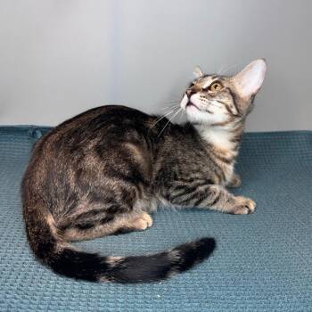 Xaden -  Domestic Medium Hair Cat for Adoption in San Antonio, Texas - Xaden | PetCurious