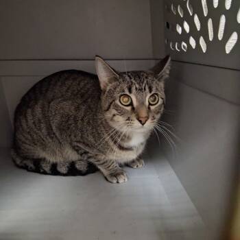 Rescue Domestic Short Hair Cats for Adoption in Des Moines, Iowa - Wendell | PetCurious