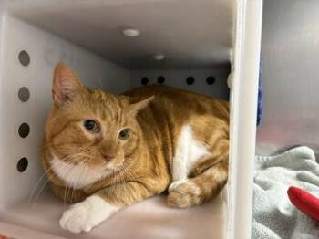 Gizmo -  Domestic Short Hair Cat for Adoption in Daytona Beach, Florida - Gizmo | PetCurious