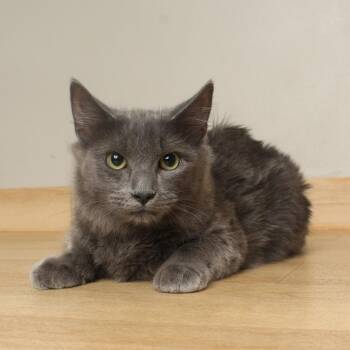 Tofu C71491 -  Domestic Medium Hair Cat for Adoption in Minnetonka, Minnesota - Tofu C71491 | PetCurious
